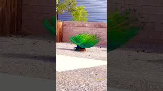 Peacock mating 🙈🙈🙈😊😊 mor [upl. by Bridgid]