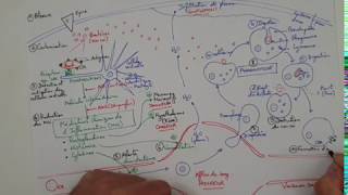 eSVT La réaction inflammatoire ou réaction immunitaire innée [upl. by Gibrian]