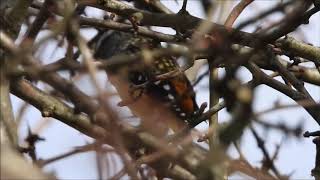 Spotted Pardalote call [upl. by Elicec862]