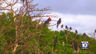 Dont Trash Our Treasure Friends of Biscayne Bay tries to protect island [upl. by Ayatnohs]