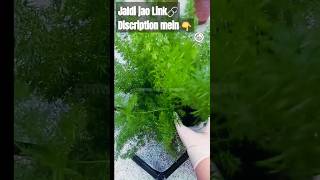 Foxtail plant  Foxtail Fern  Alopecurus growinggreengarden garden gardeningtips gardening [upl. by Cassil31]