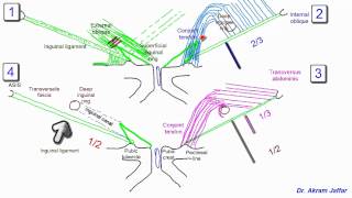 Anatomy of the inguinal region simplified [upl. by Maidie]