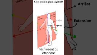 Cest quoi le plan sagittal  anatomie médecine pass culturegenerale concoursmedecine [upl. by Balbur13]