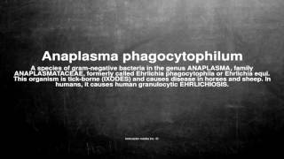 Medical vocabulary What does Anaplasma phagocytophilum mean [upl. by Nomsed]