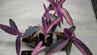 Tradescantia Pallida Variegated Houseplant AKA Wandering Jew AKA Purple Heart plant [upl. by Yssak]