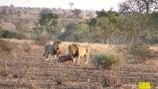 Zebra Trying To Give Birth  Watch What Happens Next In Nature [upl. by Oileve]