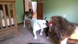 Brave English bulldog Sir Wellington fights lion Super funny [upl. by Mayeda807]