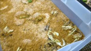 Mealworm farm update April 30 2017 [upl. by Topper770]