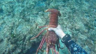 Spearfishing Geraldton amp The Abrolhos Islands  Part 1 [upl. by Yug]