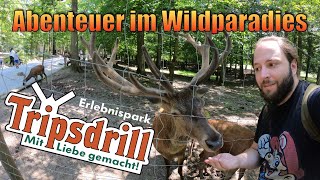 Wildparadies Tripsdrill  Ausflugstipps in BadenWürttemberg  VLOG [upl. by Floro]