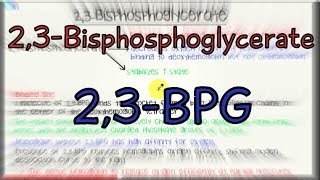 23Bisphosphoglycerate  23BPG  23BPG [upl. by Shaun]