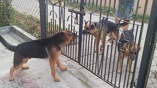 German Shepherd barking loud [upl. by Japha676]