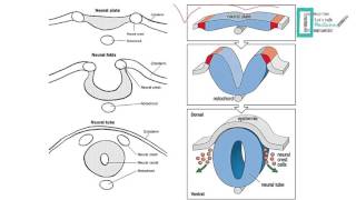 CNS Embryology [upl. by Adachi]