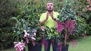 Medinilla magnifica e Medinilla florinilla bella  O que você precisa saber antes de plantálas [upl. by Kamp]