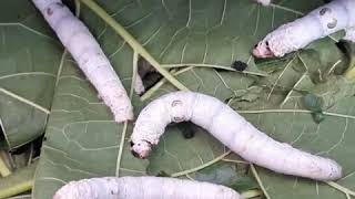 Sericulture Silkworm Rearing [upl. by Herzel]