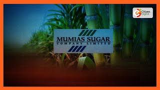 Farmers welcome gov’t’s move to revive sugar Mumias Sugar Company [upl. by Alehcim]