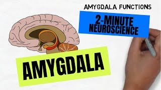 2Minute Neuroscience Amygdala [upl. by Aidul]