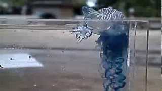 Glaucus atlanticus feeding [upl. by Retnyw413]