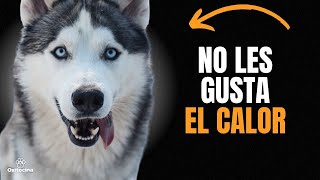 HUSKY SIBERIANO 9 COSAS QUE DEBES SABER [upl. by Essirehs980]