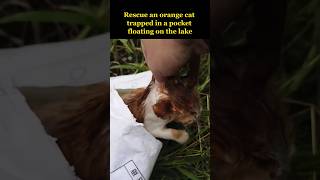 An orange cat trapped in a pocket floating on the lake [upl. by Isidoro214]