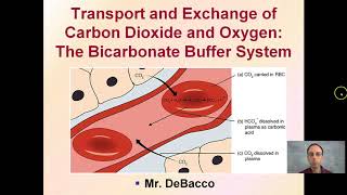 Transport and Exchange of Carbon Dioxide and Oxygen The Bicarbonate Buffer System [upl. by Ahsilra492]