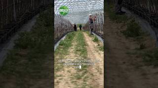 Oval tube polytunnel and raspberries growing system [upl. by Htebazileharas]