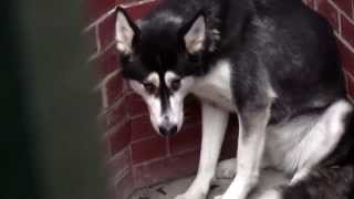 RSPCA Video  The Dog Rescuers Series 2 episode 10 [upl. by Rebeh]