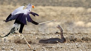 Even snakes FEAR this Bird  The Kung Fu Secretary Bird [upl. by Down]