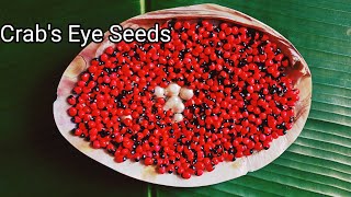 Plantation Process And Uses Of Rosary Pea [upl. by Sherie]