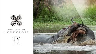 Hippo vs Crocodile Fight for Struggling Wildebeest  Londolozi TV [upl. by Nytnerb]