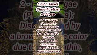 Classification of Algae  Rhodophyta pheophyta Chlorophyta [upl. by Otrebla883]