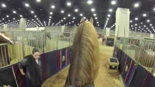 Stake Night Worlds Championship Horse Show 2013 FiveGaited Stake quotVideo Cam Perspectivequot [upl. by Batruk]