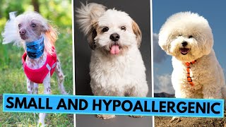 TOP 10 Small and Hypoallergenic Dog Breeds  Non Shedding Dogs [upl. by Eissirc]