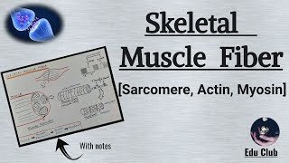 Sarcomere  Actin Filament  Myosin Filament  Skeletal Muscle Contraction  Nerve Muscle Physiolog [upl. by Stav]