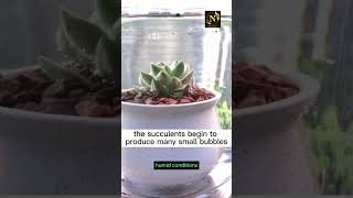 When your succulents are seriously short of wateryoutubeshorts youtube shorts youtube viral [upl. by Atiek]