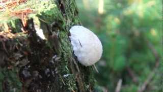 Paddenstoelen  Sparrenbossen  Drenthe [upl. by Llednew826]