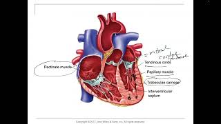 HeartEndocardium pectinate muscles and trabeculae carneae papillary muscles and chordae Tendineae [upl. by Laehcor]