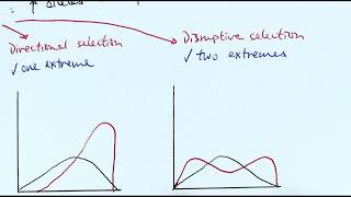 A2 Biology  Factors affecting evolution OCR A Chapter 205 [upl. by Kearney228]