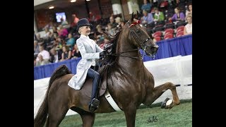 Samantha Swiger Saddlebreds 2017 [upl. by Eanat]