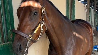 Hoof shoeing and Restorationhorse farrier satisfying oddlysatisfying satisfying [upl. by Lori]