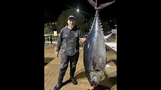 124kg Solo Portland Barrel Bluefin Tuna [upl. by Cassella]