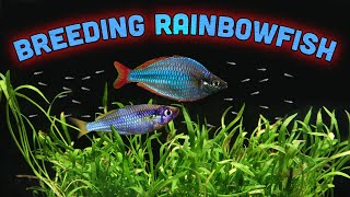 Breeding Dwarf Neon Rainbowsfish at Home [upl. by Chadd]