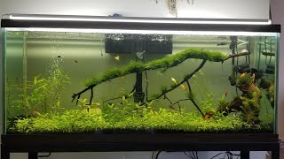 How To Grow Aquarium Plants Glossostigma Elatinoides [upl. by Ahsirek]