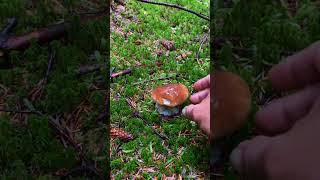 Seasonal Mushroom Hunting What to Look For [upl. by Newberry465]