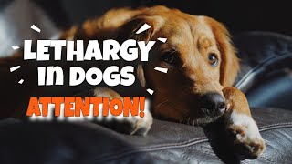 WHAT is LETHARGY in DOGS 🐶¡This is the truth [upl. by Tlevesor]