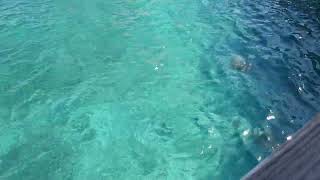 2024  MSC seashore Nassau Bahamas pt24 [upl. by Ajiram368]