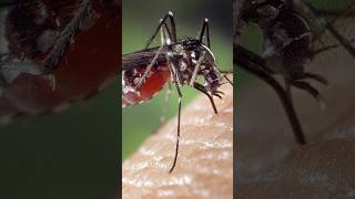 Les moustiques et leurs piqures insectes moustique malaria paludisme [upl. by Annasoh]