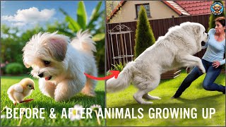 Before amp After Animals Growing Up Incredible Animal Transformations  Wild to WOW [upl. by Salaidh]