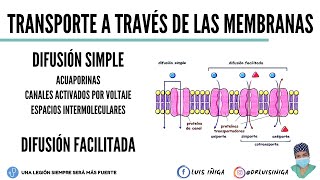 Fisiología Transporte a través de las membranas Difusión Simple y Difusión Facilitada [upl. by Noyek]