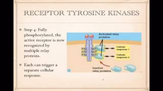 Cell Signaling Tyrosine Kinase receptors [upl. by Ham514]